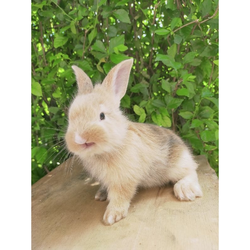 kelinci lokal anakan hanya Jabodetabek