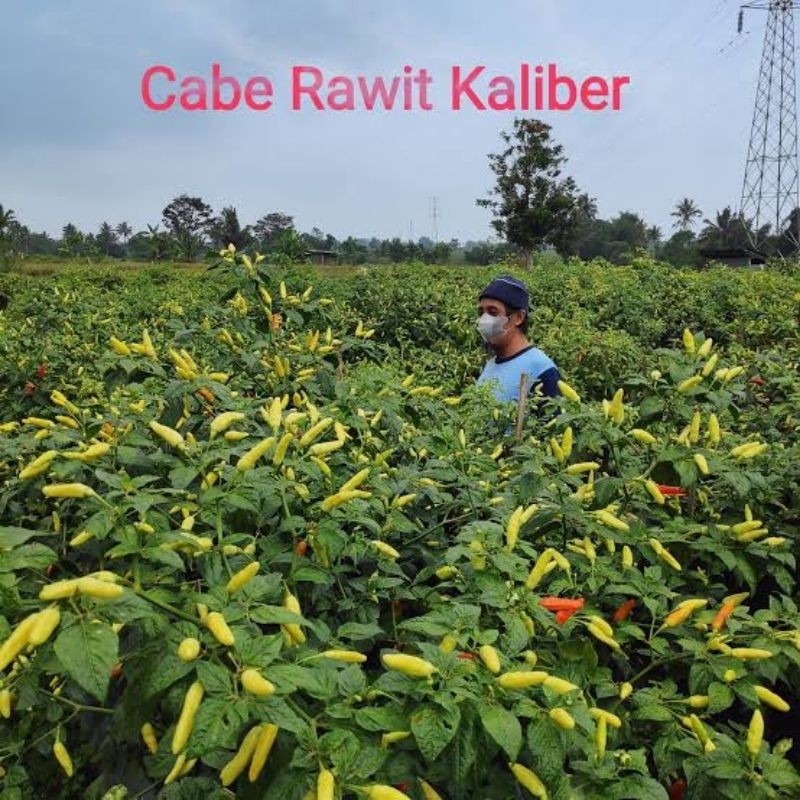 Benih bibit cabai rawit kaliber cabe rawit kaliber