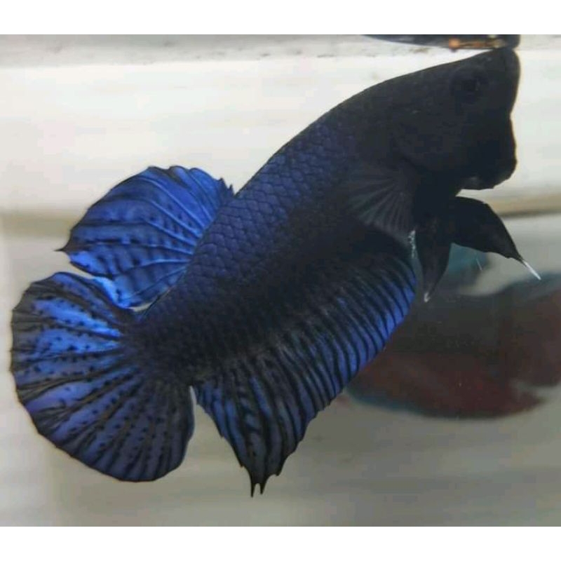 Cupang adu fimale/ Betina line import Bangkok seri