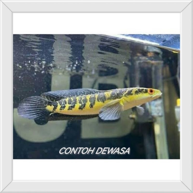 [PROMO] Channa maru yellow sentarum ys 12-14cm