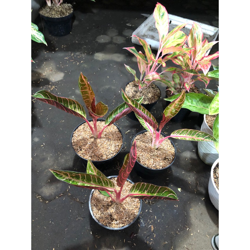 Aglaonema Pride of Sumatera d4 dan d5