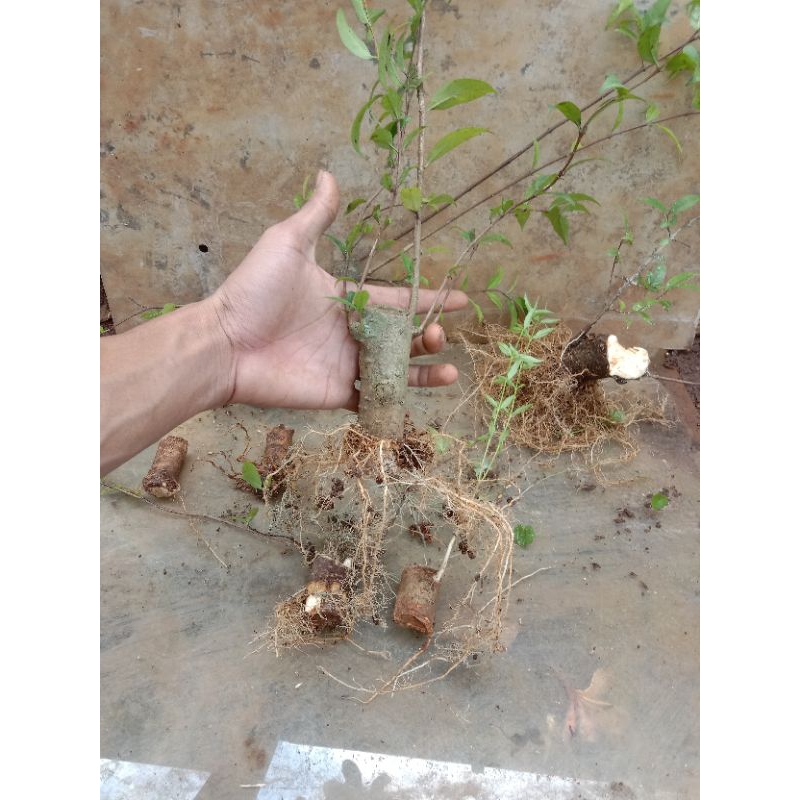 Tanaman hias bonsai anting putri - bahan bonsai anput