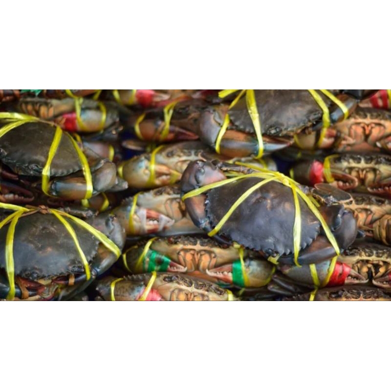 

KEPITING HIDUP baby crab (kroyo)