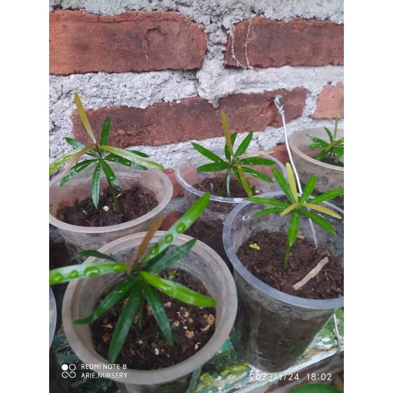 Lohansung pucuk merah