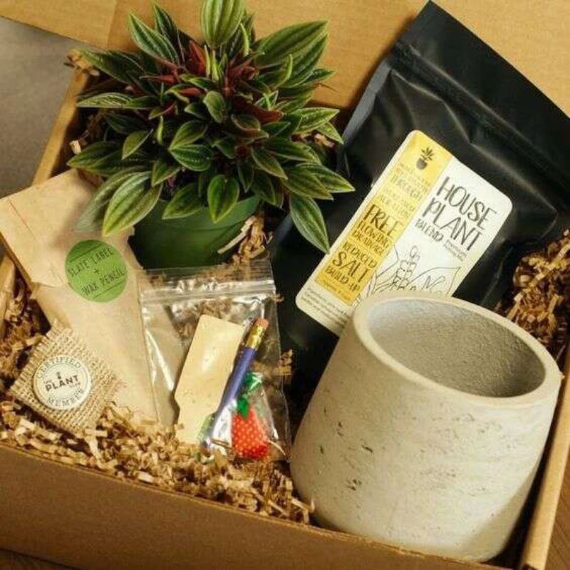 HAMPERS SOUVENIR KAKTUS SUKULEN