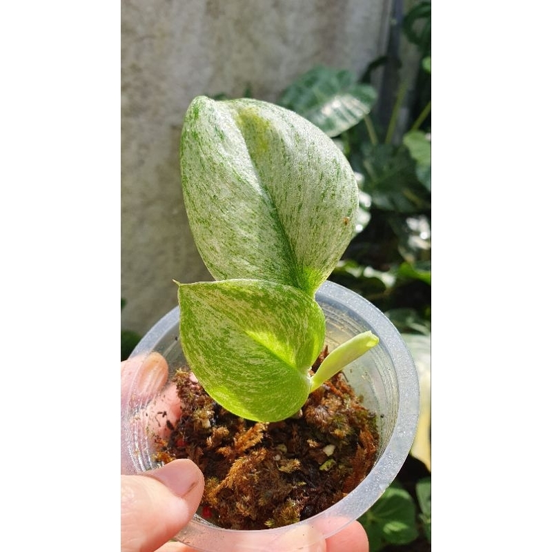 scindapsus treubii moonlight varigata C
