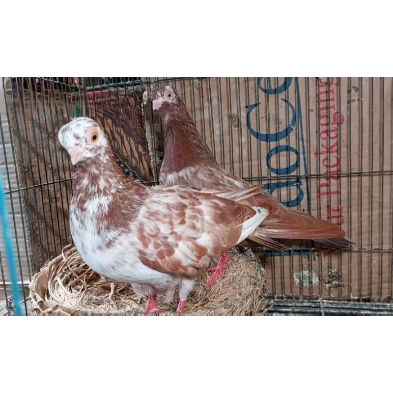 Merpati wina sepasang