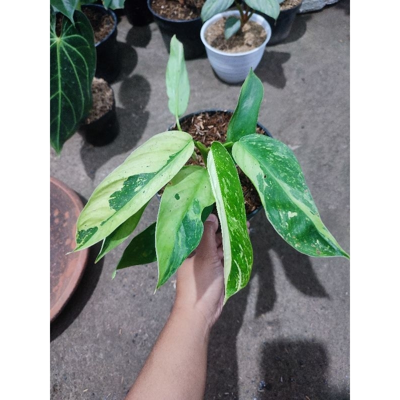 philodendron josebuono