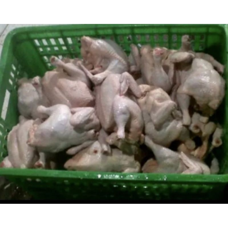 

ayam kampung baru potong segar