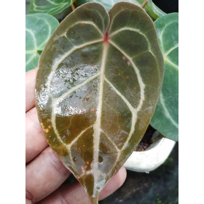 Kuping Gajah hybrid  Forgetii X Kalong