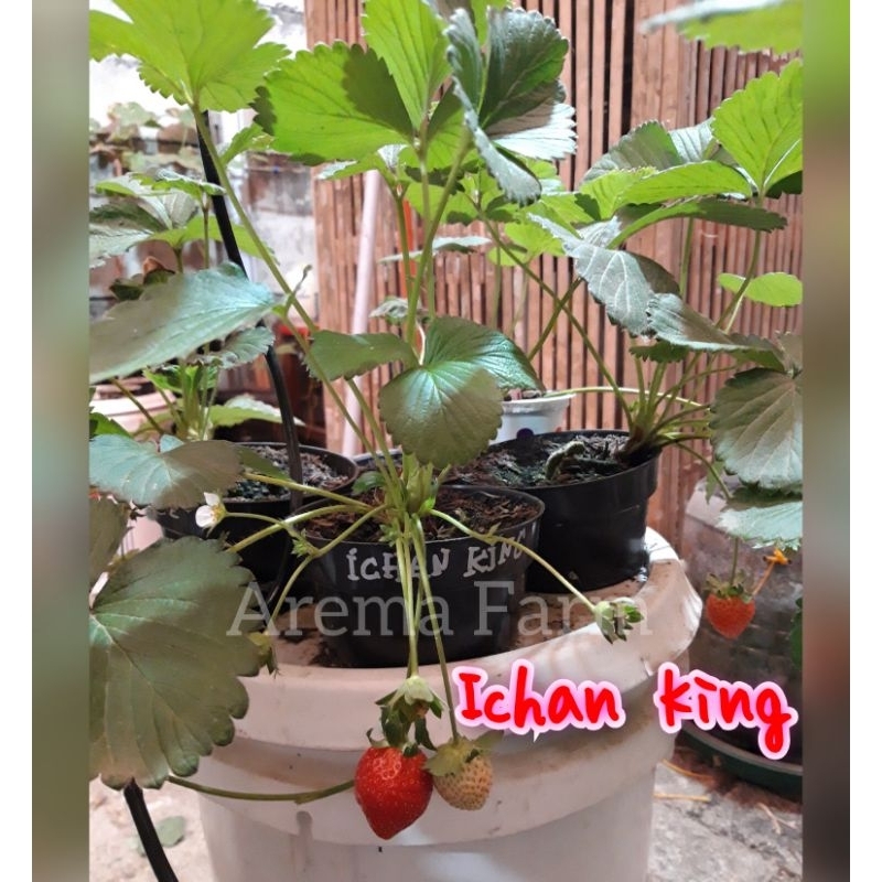 Bibit Tanaman Strawberry Stroberi Ichan King 100% Valid Asal Jepang