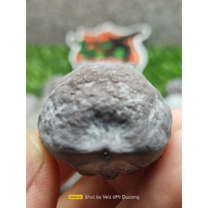 MUNCANG ADU YANTI KORAMIL (ANAK DENPOM)