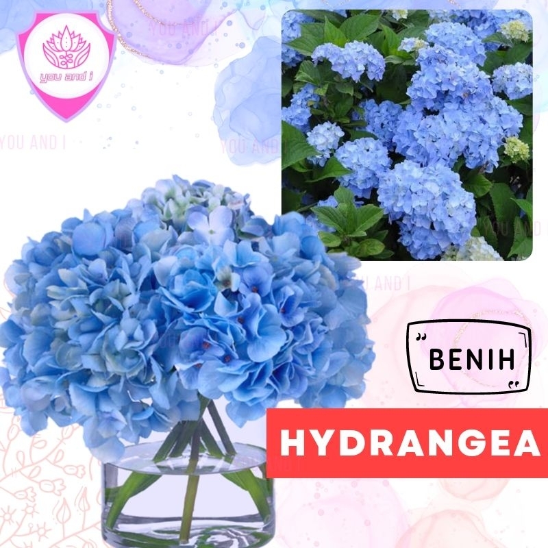 Benih HYDRANGEA BLUE - Biji Bibit Bunga Bokor