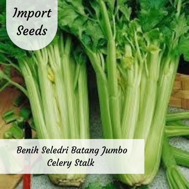 Benih Seledri Batang Jumbo Celery Stalk