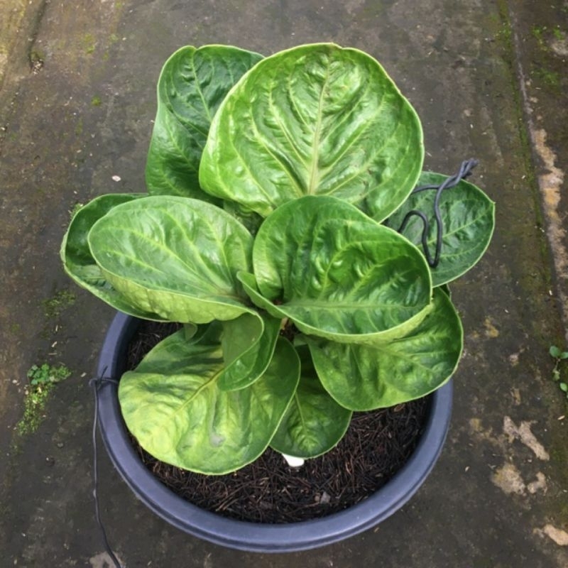 PROMO 2Biji Antorium Jemani Mangkok Grandpa ORI...