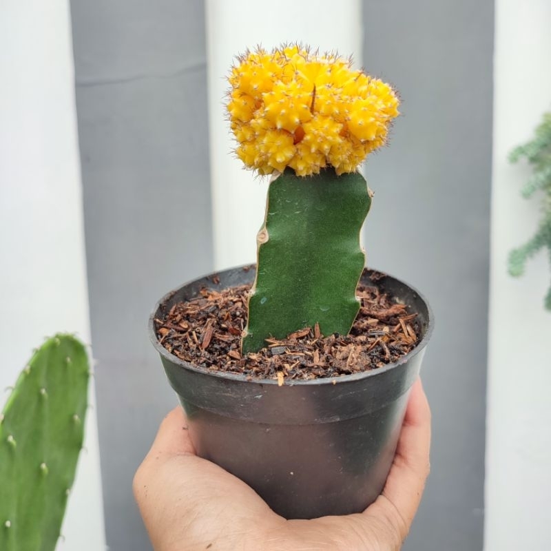 Gymnocalycium Yellow Medium | D 10cm