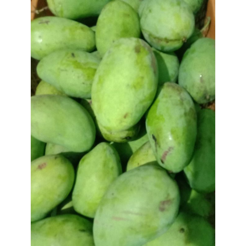

mangga gadung banyuwangi