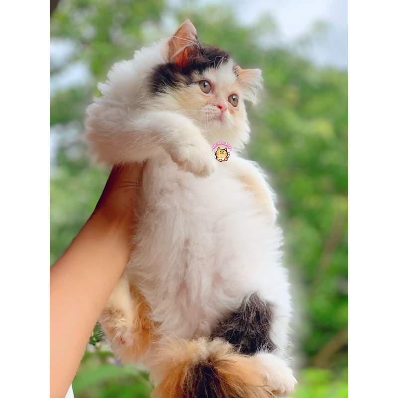 KUCING CALICO FEMALE