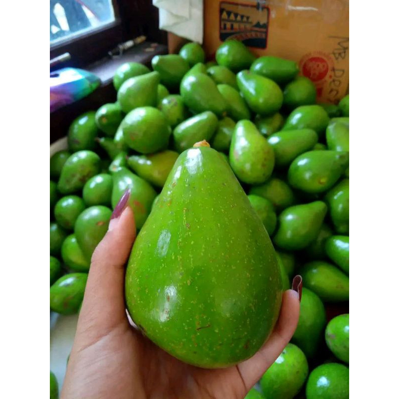 

Alpukat mentega asli 1kg