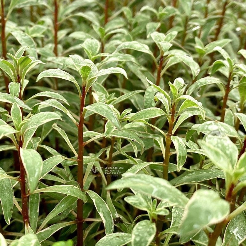 Ludwigia Sp White (Tanaman Aquascape)