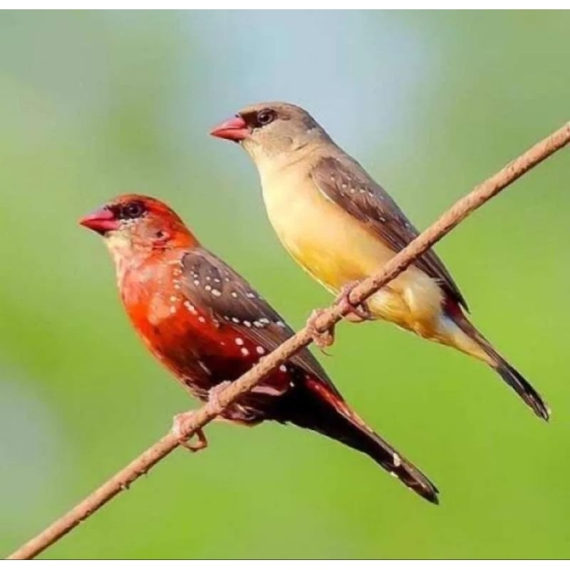 STROWBERRY FINCH SEPASANG