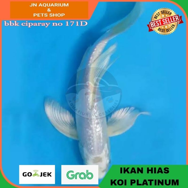 IKAN HIAS KOI PLATINUM METALIC IKAN AIR TAWAR AQUARIUM KOLAM