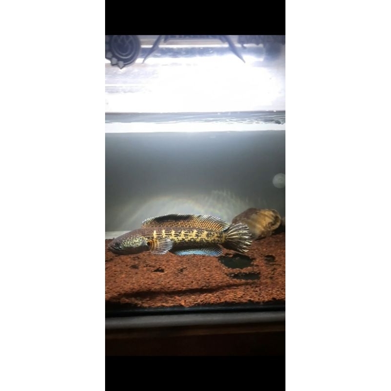 Chana Auranti Size 20 +- cm