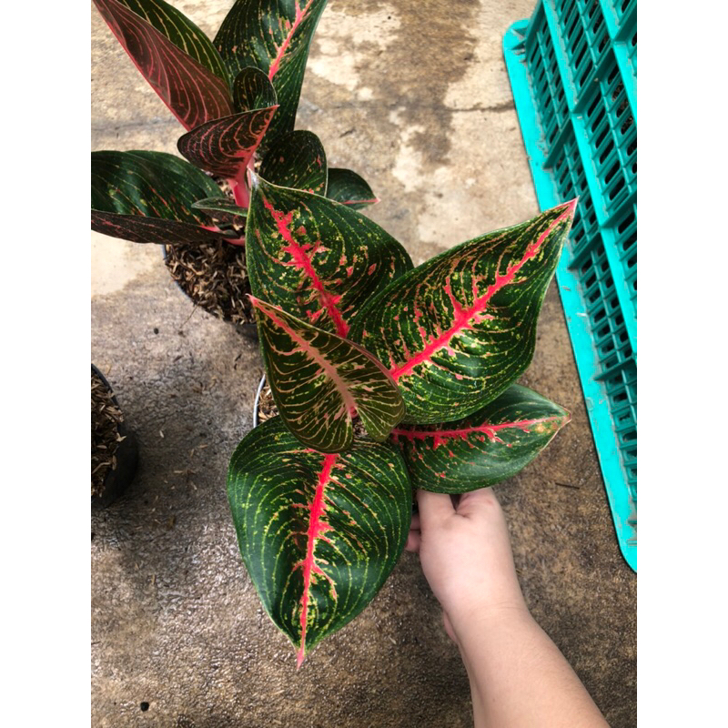 Aglaonema adelia lokal