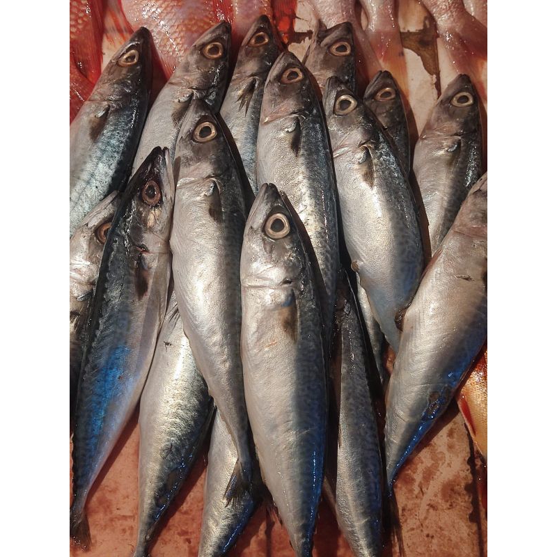 

Ikan Makarel Segar - 500 Gram