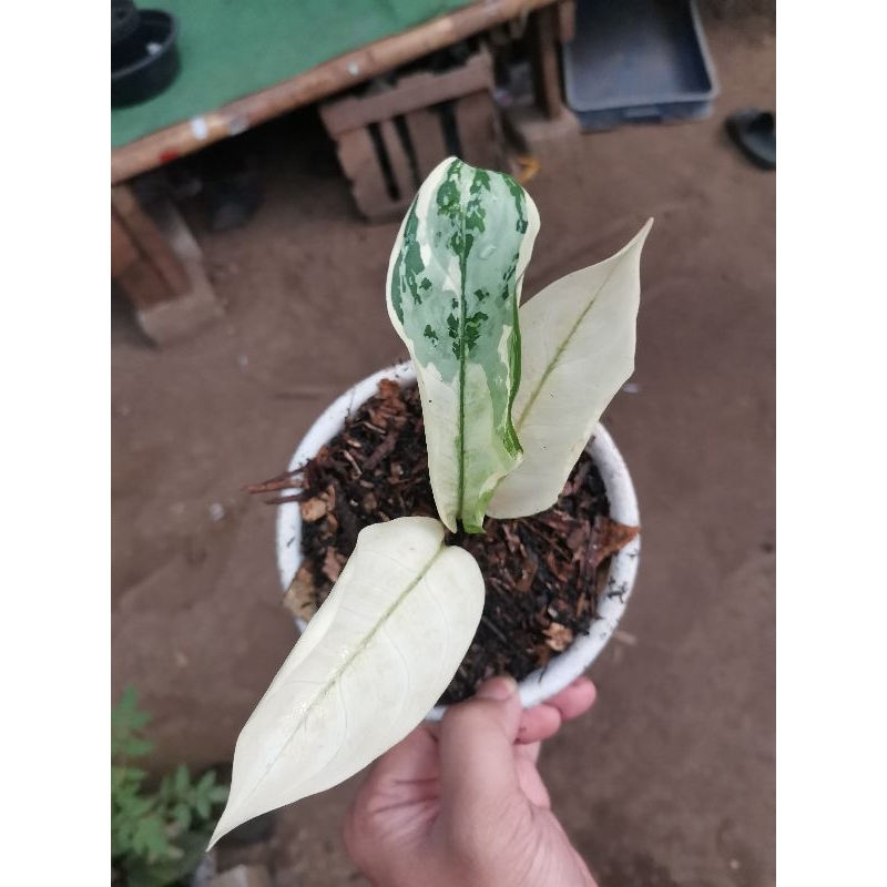 Tanaman hias Aglonema Commutatum Variegata / sri rejeki varigata / Aglaonema comutatum komutatum var