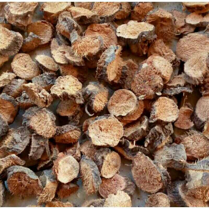 

1 kg akar nampu buat kehantanan pria