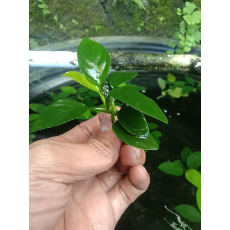 tanaman akuarium anubias nana,ukuran,l/m