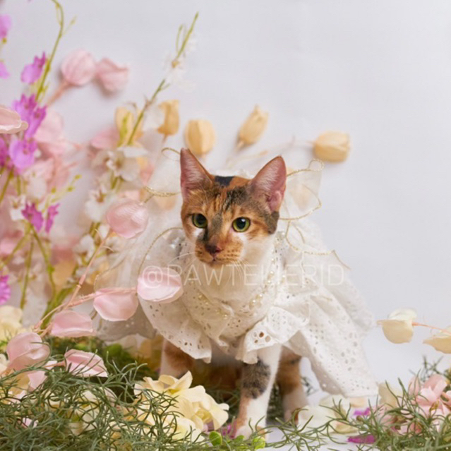 Pawtelier Enola Dress, aksesoris baju untuk anjing dan kucing