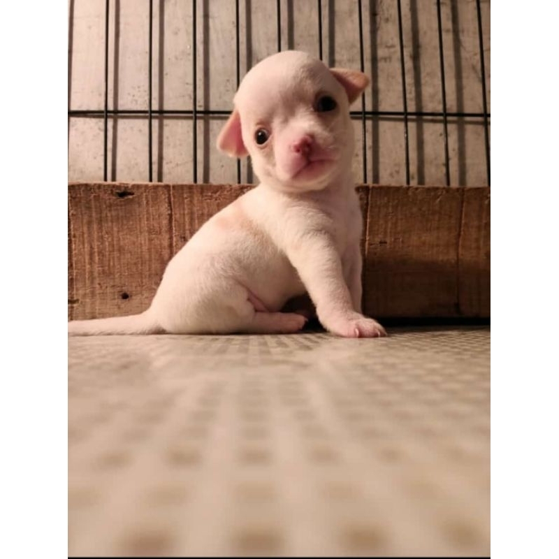 Anjing Chihuahua Jantan Cute