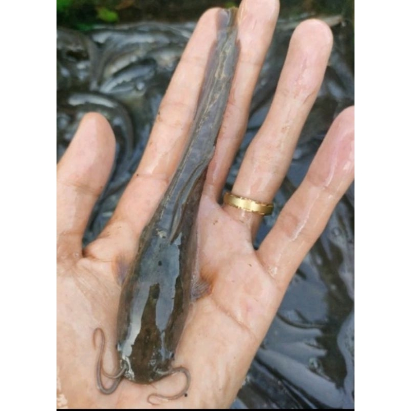 bibit lele sangkuriang size 11-12cm