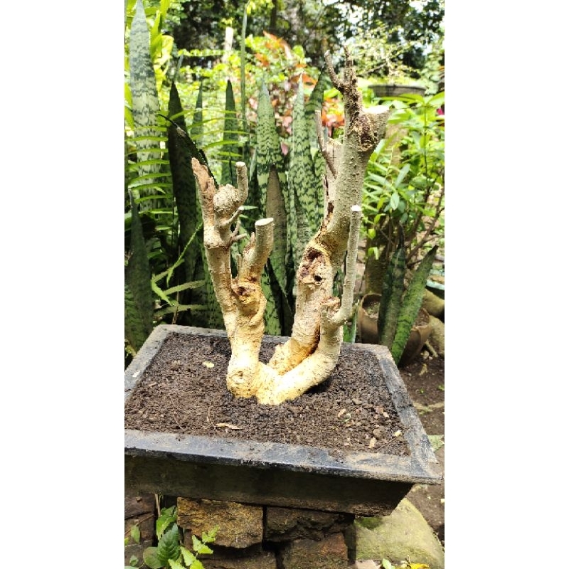 BONSAI DONGKELAN SERUT/STREBLUS ASPER grouping fresh dan banyak BONUS