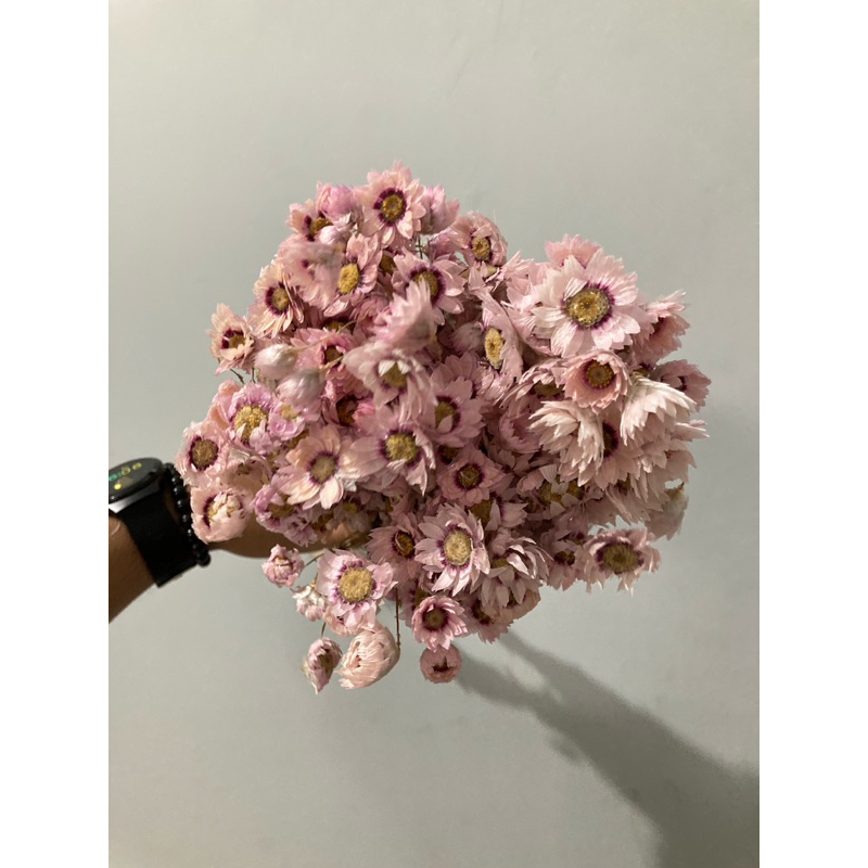 RODANTHE DRIED FLOWERS 80gram