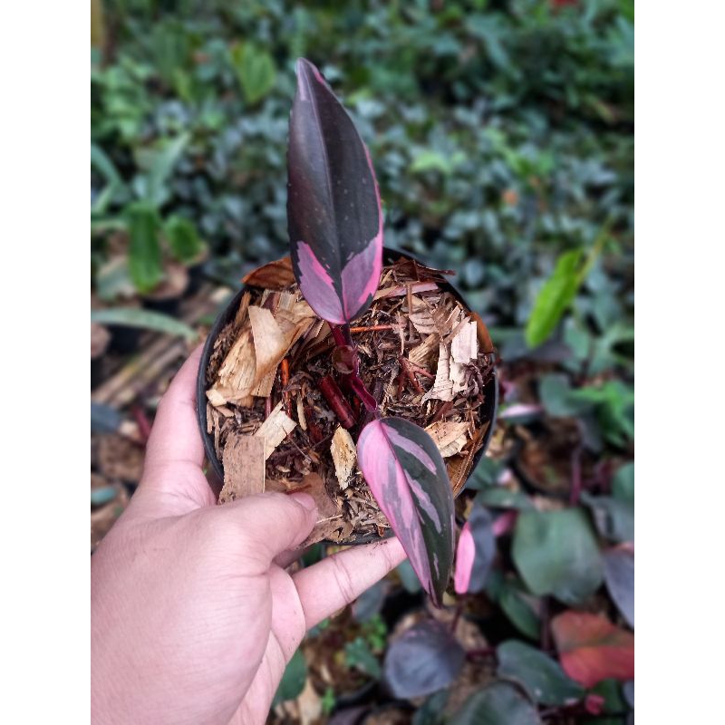 philodendron pink princess marble
