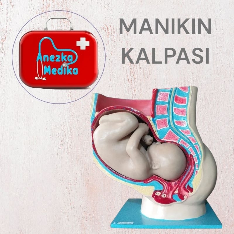 Phantom / Manekin / Manikin Kalpasi / Anatomi rahim melahirkan