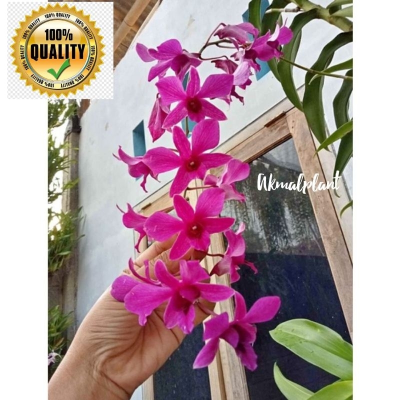 anggrek dendrobium bantimurung