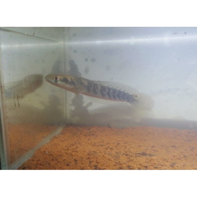 Maru yellow sentarum ukuran 11-12cm