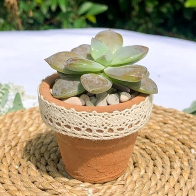 [HANYA PACKAGINGNYA] POT TERRACOTTA UNTUK Souvenir Kaktus &amp; Sukulen Hias Mini Pot TeraccotaD-8 cm dan 5cm