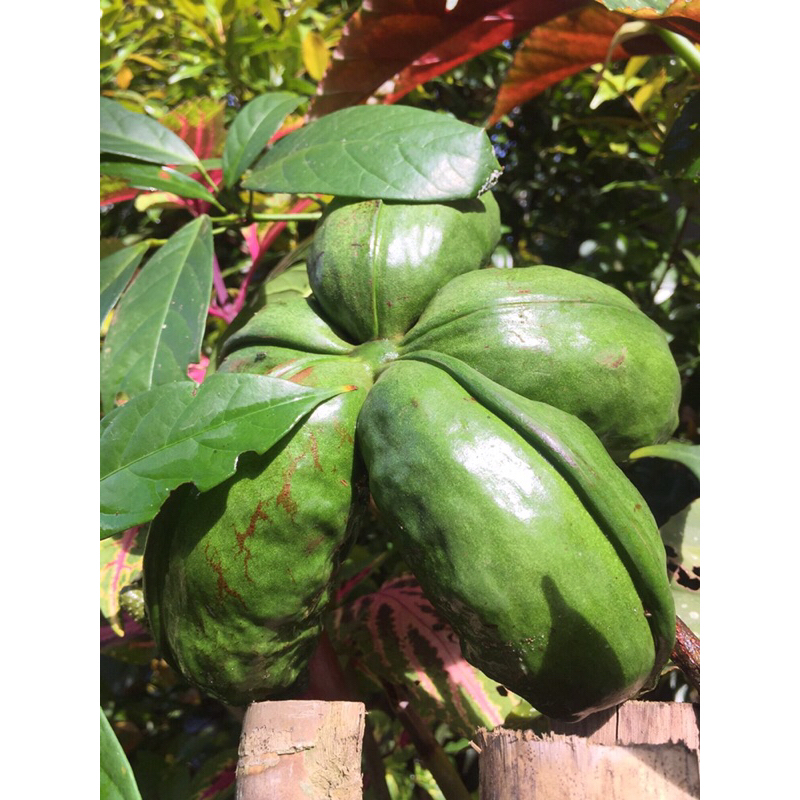 

BUAH/BIJI COLA HERBAL/KECANTIKAN (BUAH LANGKA)