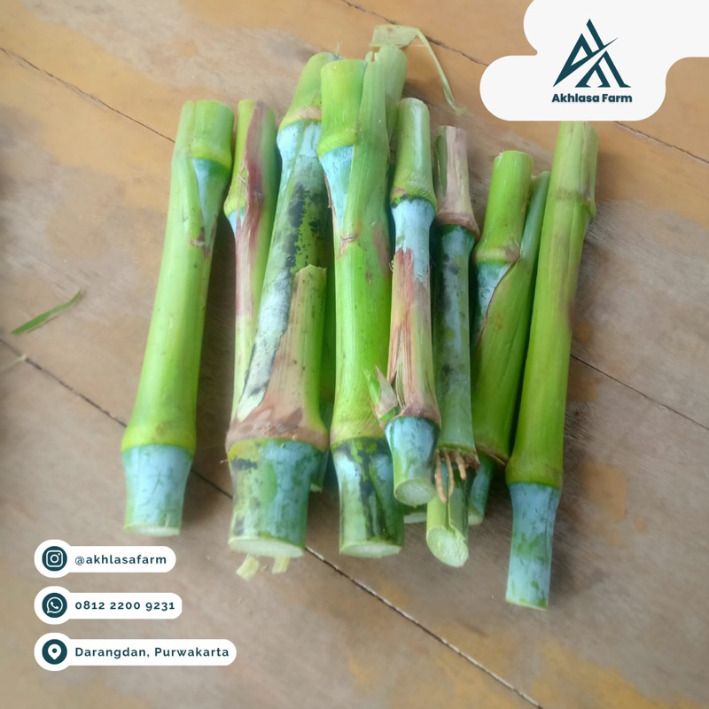 Bibit Rumput Pakchong