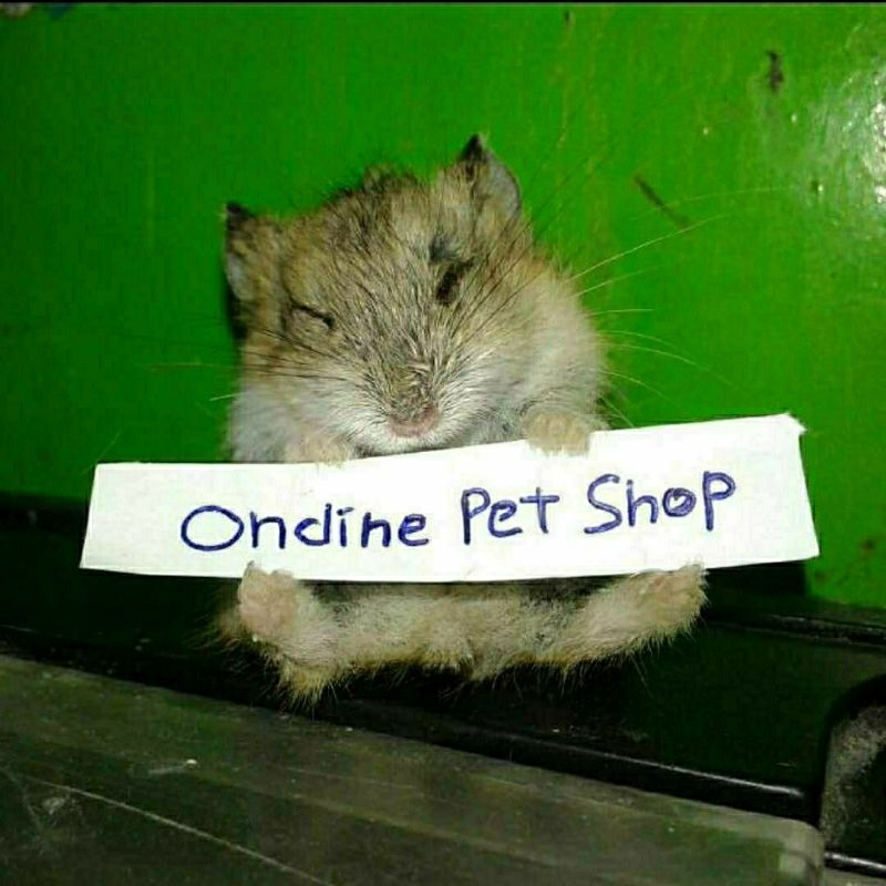 [ONDINE PETSHOP] HAMSTER LUCU