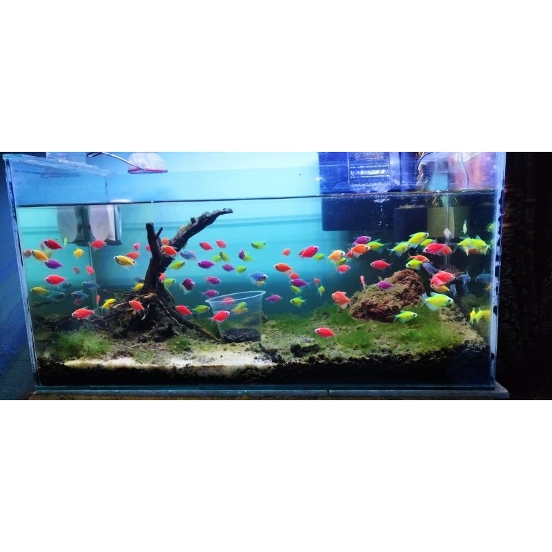 Aksesoris Glowfish