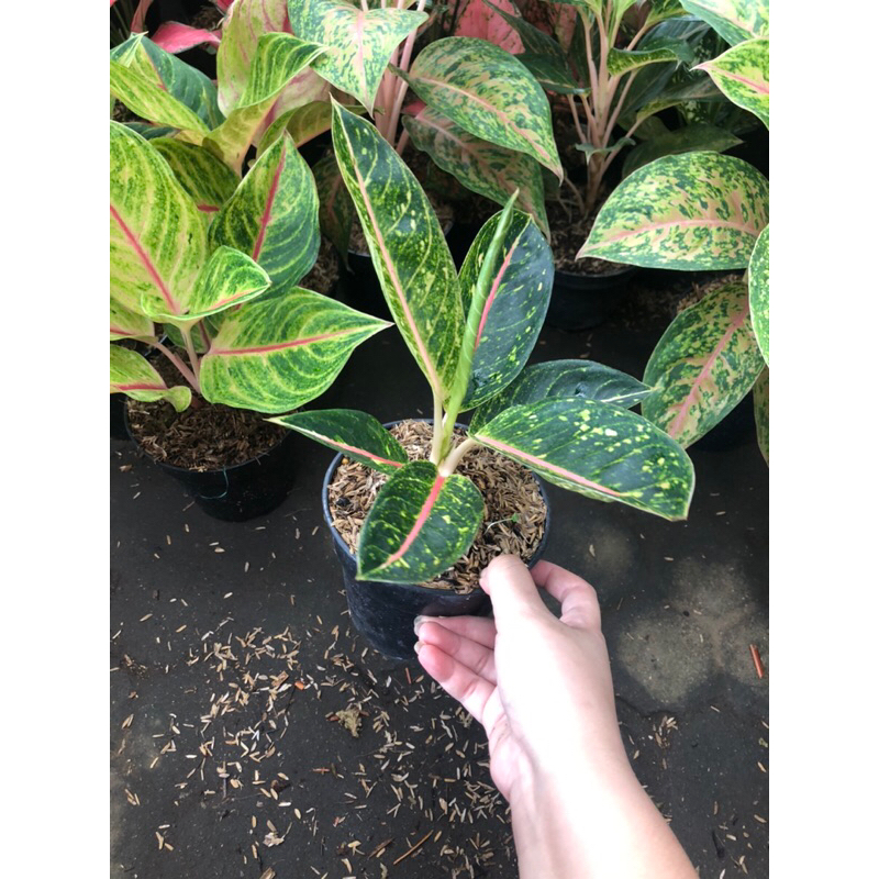 Aglaonema Dona Santi