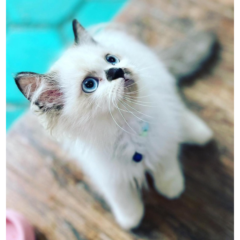 kitten ragdoll jantan 4 bulan