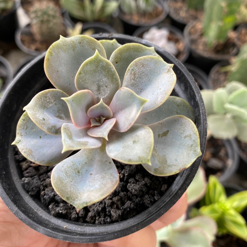 Sukulen Echeveria Perle Van Nunberg Echeveria Perle Ungu Echeveria Cantik Kaktus Sekulen Satuan Mura
