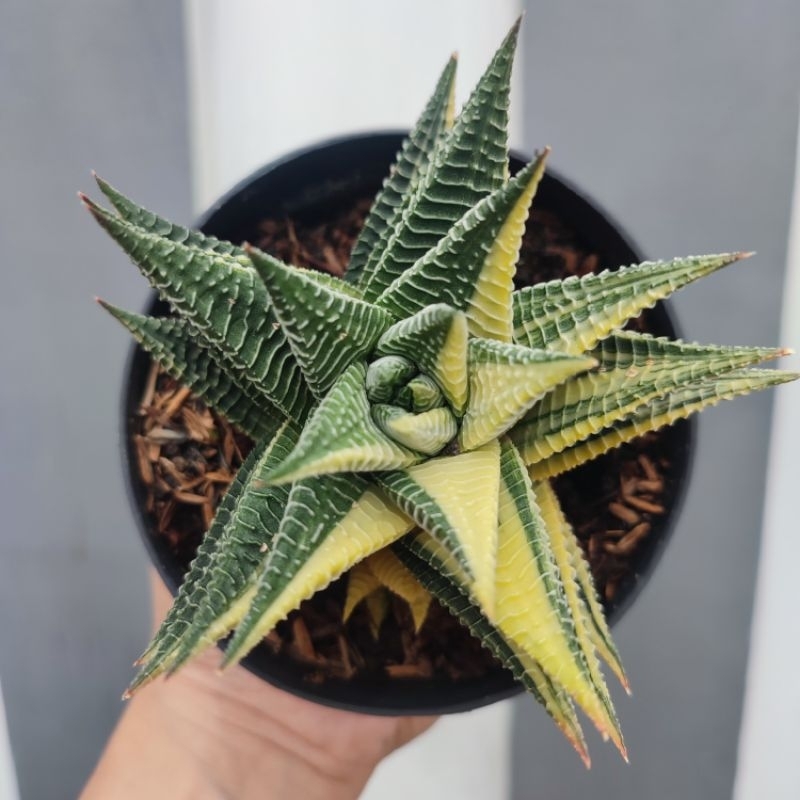 Haworthia Limifolia Hybrid Variegata | DP 10cm